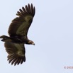 083 LOANGO 2 Tassi le Bungalow Principal Oiseau Aves Palmiste Africain Gypohierax angolensis Juvenile en Vol 15E5K3IMG_106424awtmk.jpg